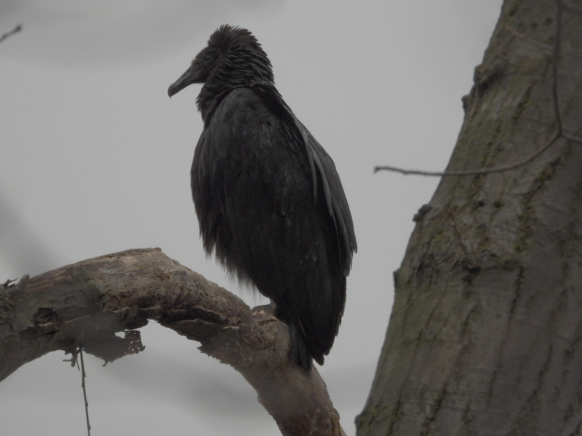 Black Vulture - Mourad Jabra