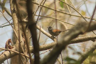  - Blackish-headed Spinetail