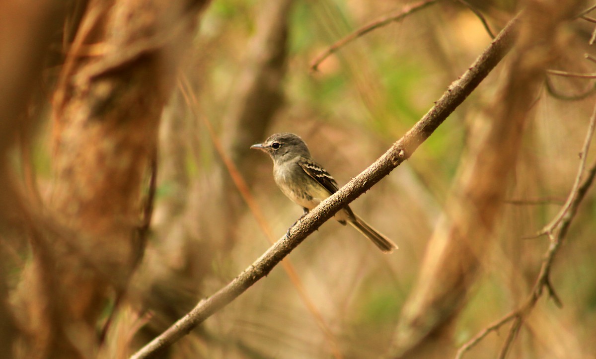Gray-breasted Flycatcher - ML43454971