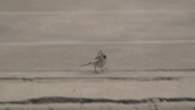 White Wagtail (Black-backed) - ML434550981