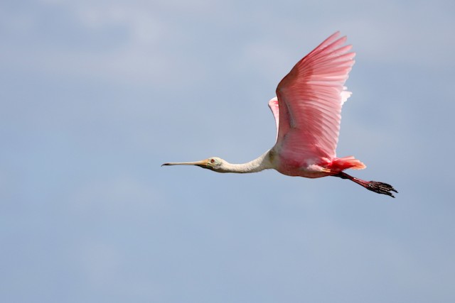 Roseate Spoonbill at Crooked Tree Wildlife Sanctuary by Dave Beeke