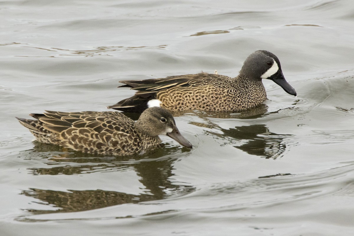 Blue-winged Teal - ML434562591