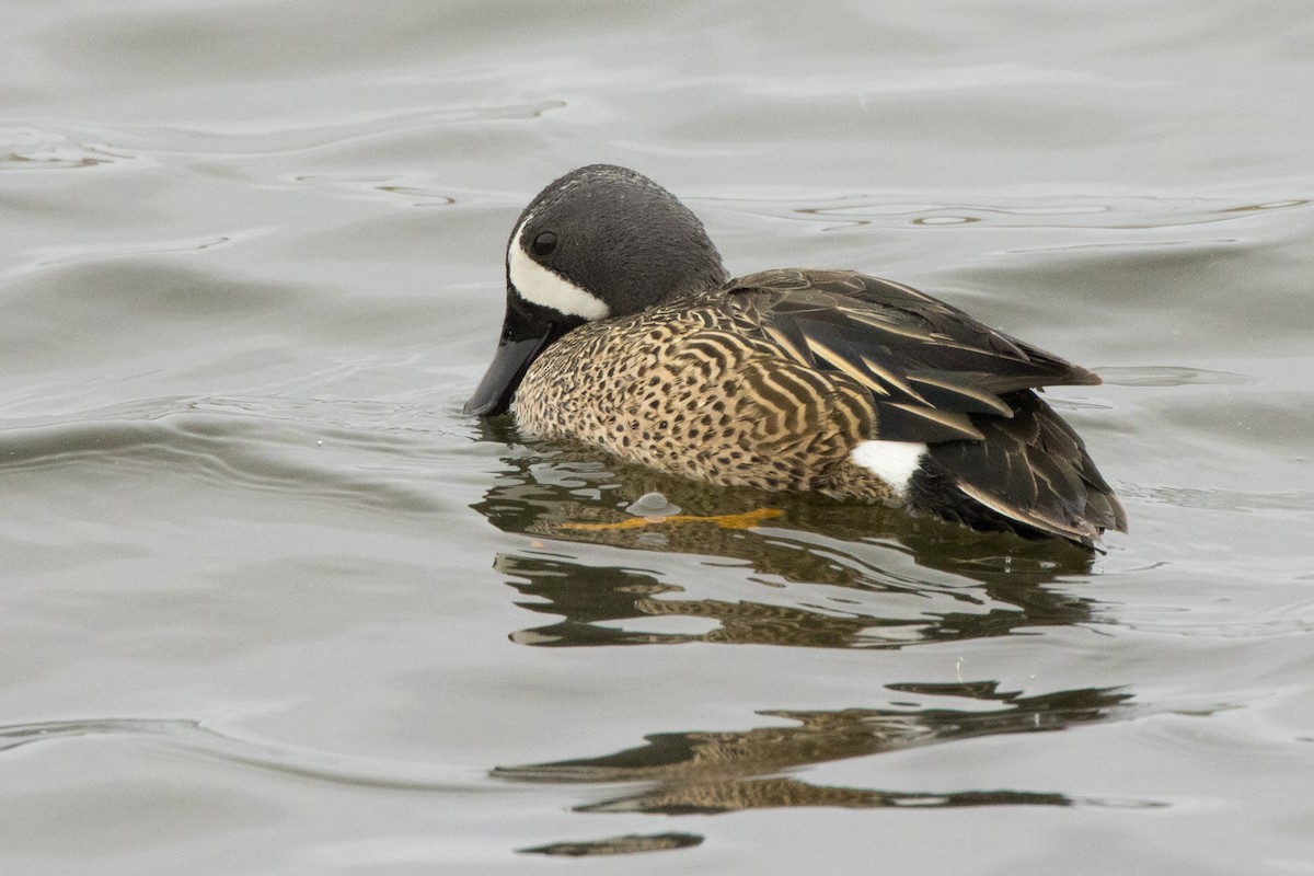 Blue-winged Teal - ML434565531