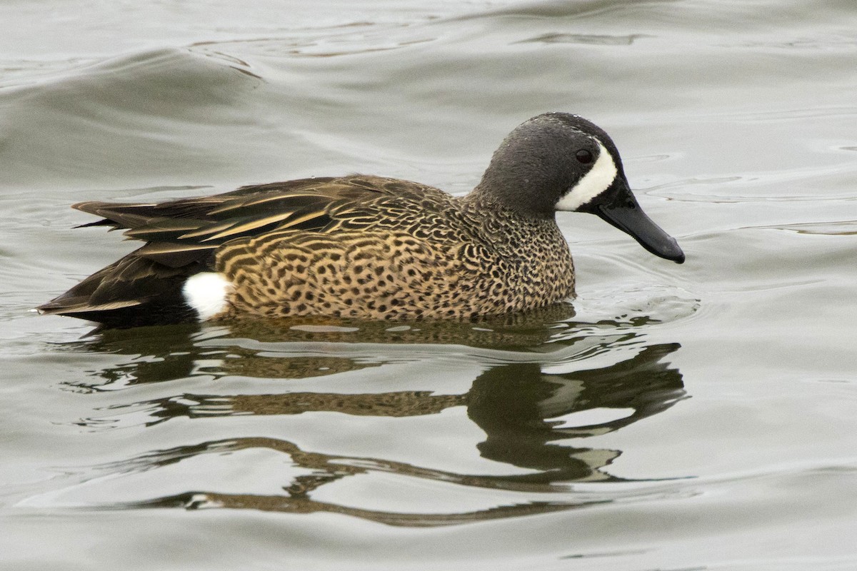 Blue-winged Teal - ML434566371