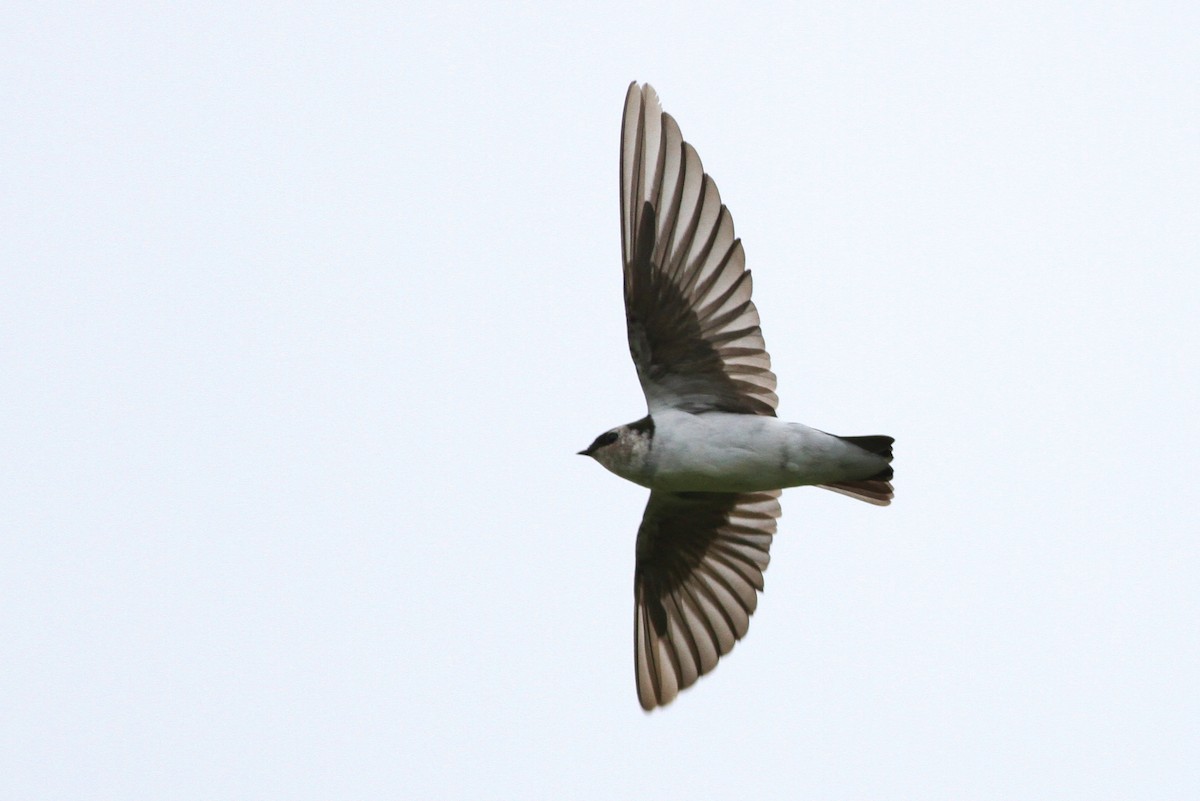 Violet-green Swallow - ML43456911