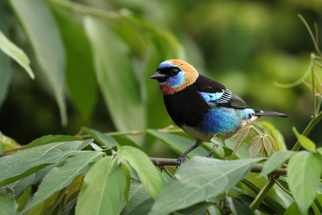 Golden-hooded Tanager at Jaguar Creek by Dave Beeke