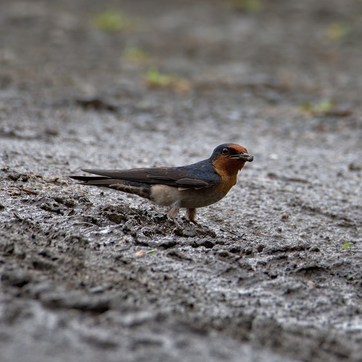 Pacific Swallow - ML434577181
