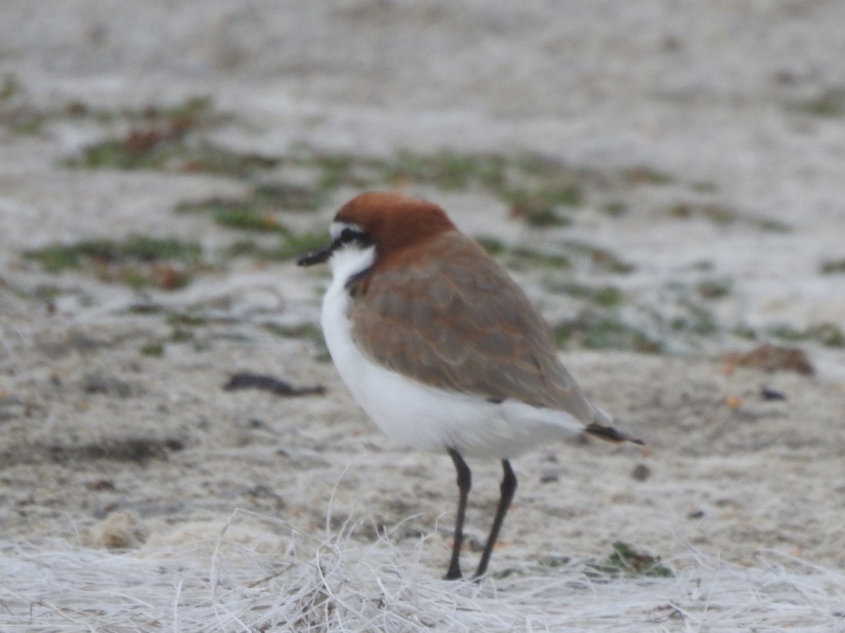 Red-capped Plover - ML434577391