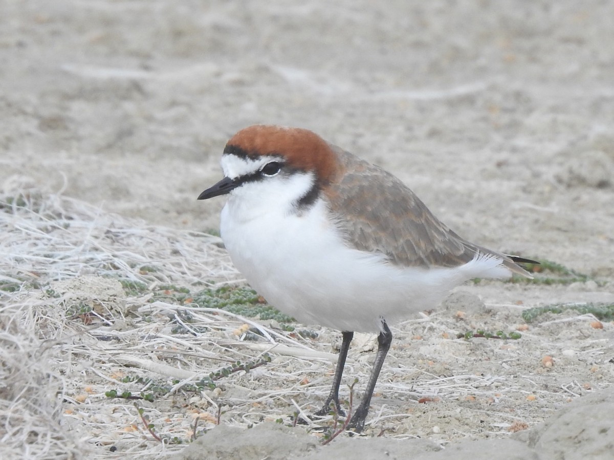 Red-capped Plover - ML434577401