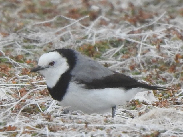 White-fronted Chat - ML434578191