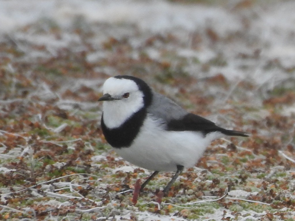 White-fronted Chat - ML434578281
