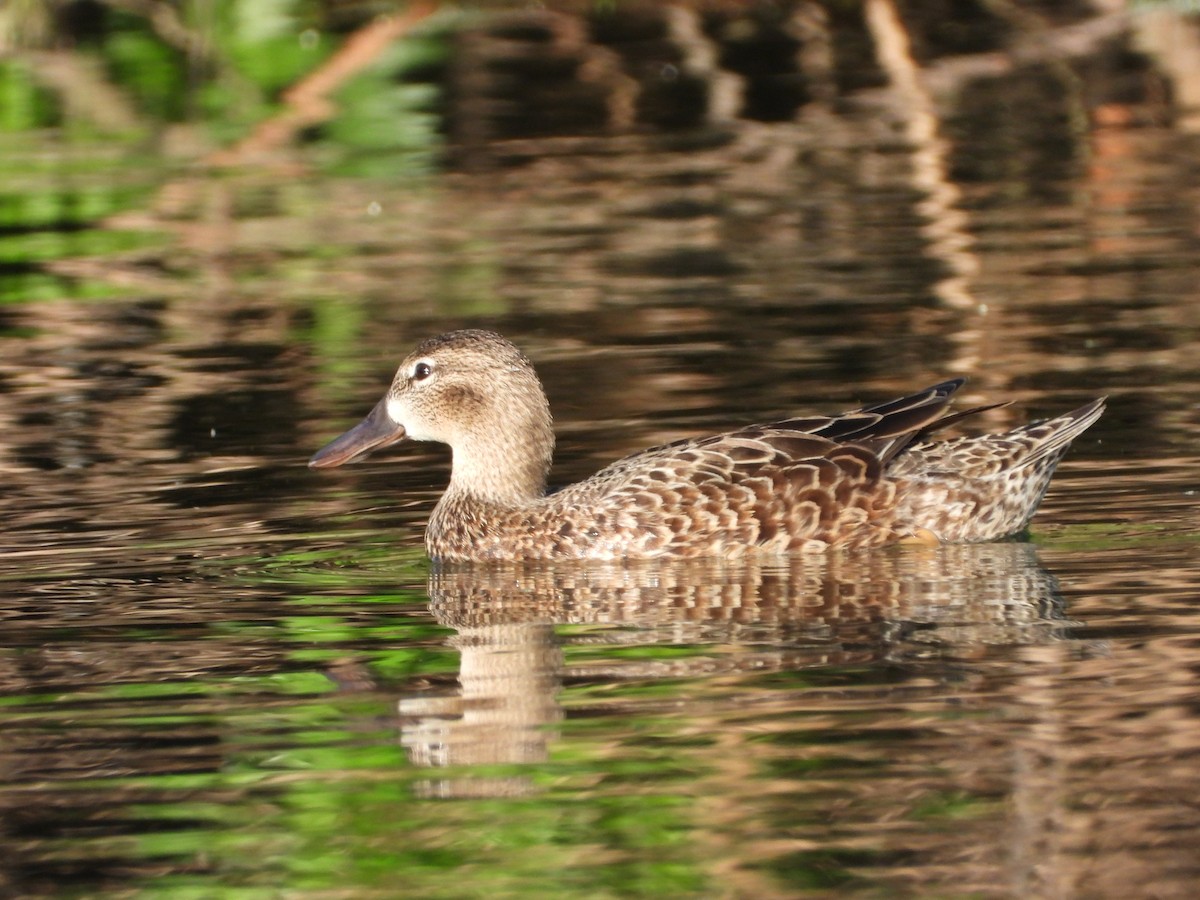 Blue-winged Teal - ML434579021