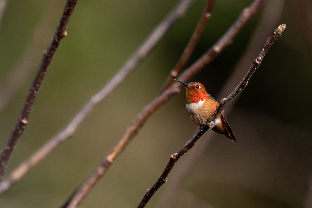 Rufous Hummingbird - ML434581781