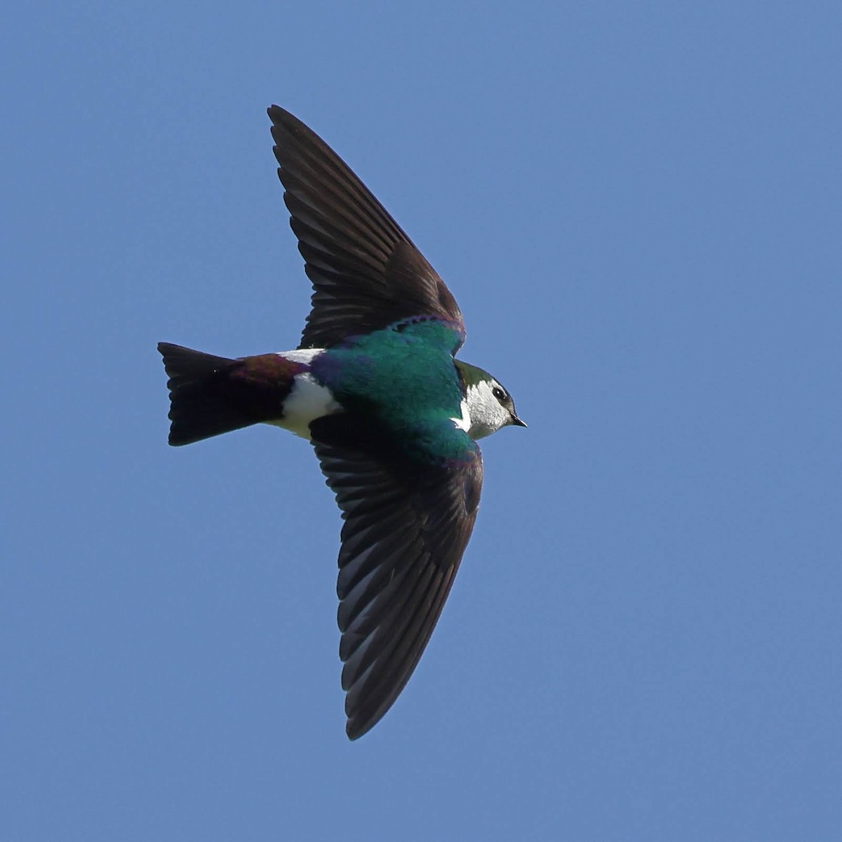Violet-green Swallow - ML434594601