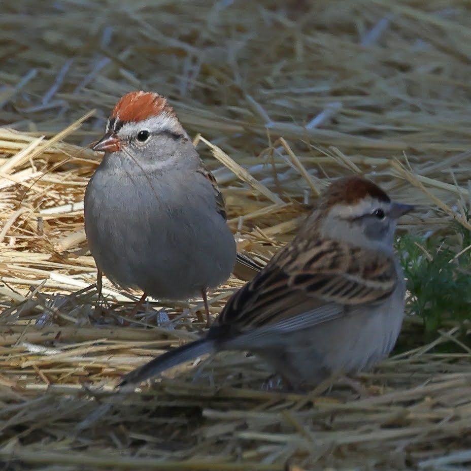 Chipping Sparrow - ML434594791