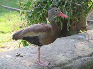 Black-bellied Whistling-Duck, ML434599251
