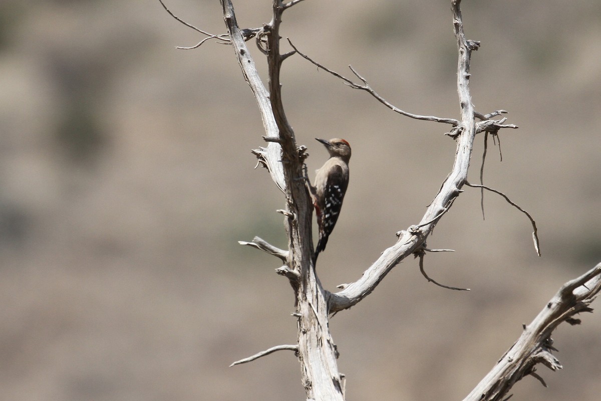 Arabian Woodpecker - ML434600061