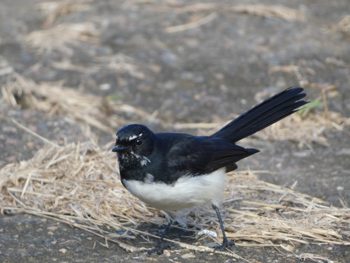 Willie-wagtail - ML434603501