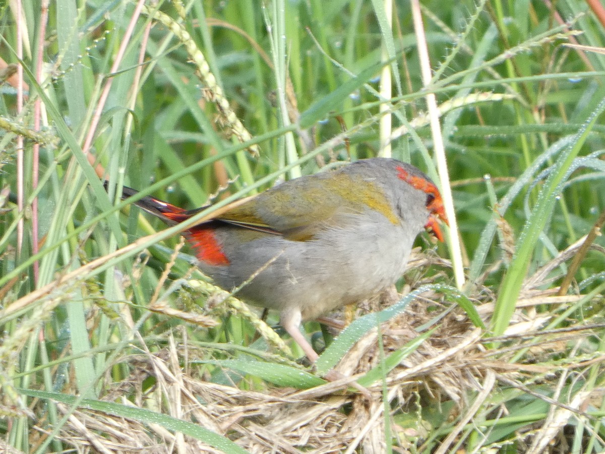 Red-browed Firetail - ML434603881