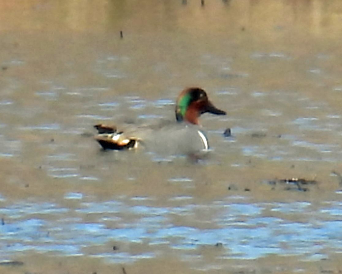Green-winged Teal - ML434613961