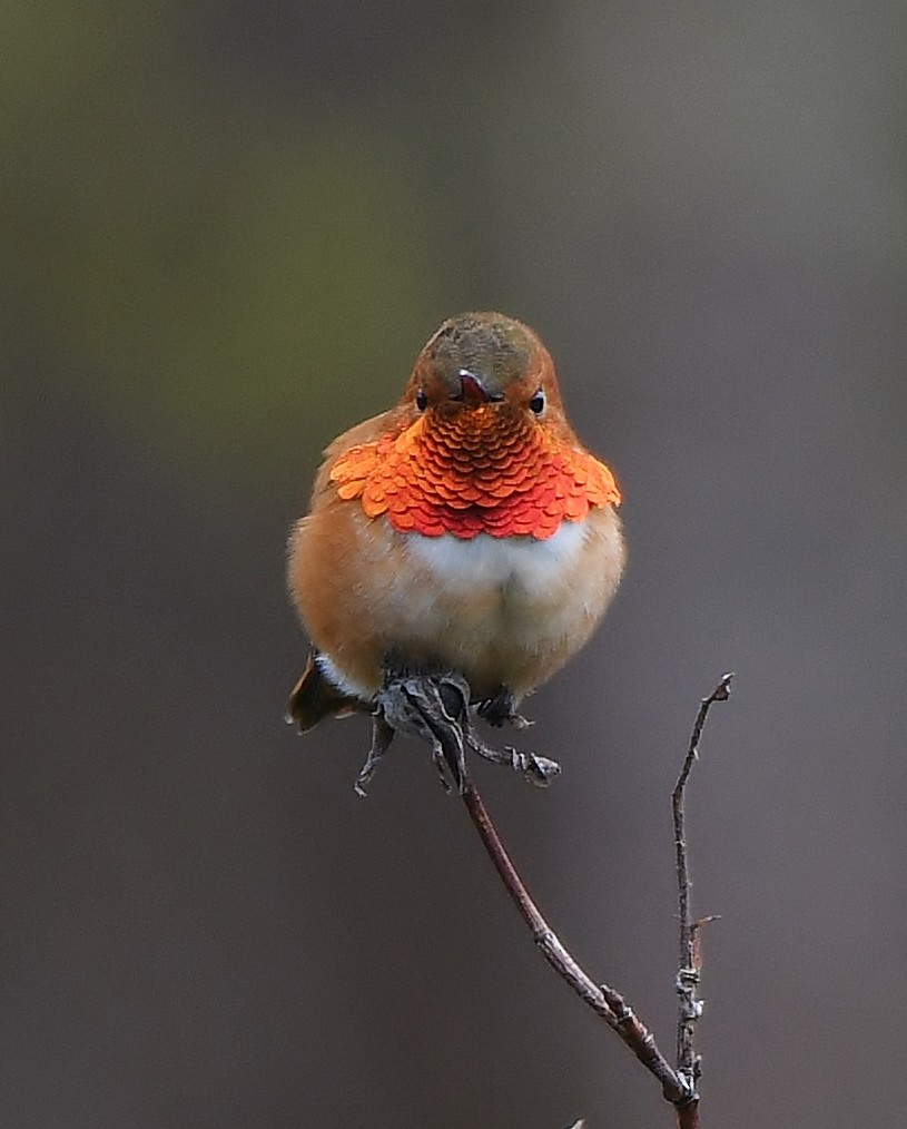 Rufous Hummingbird - ML434615231