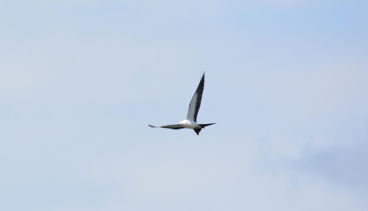 Swallow-tailed Kite - ML434615251