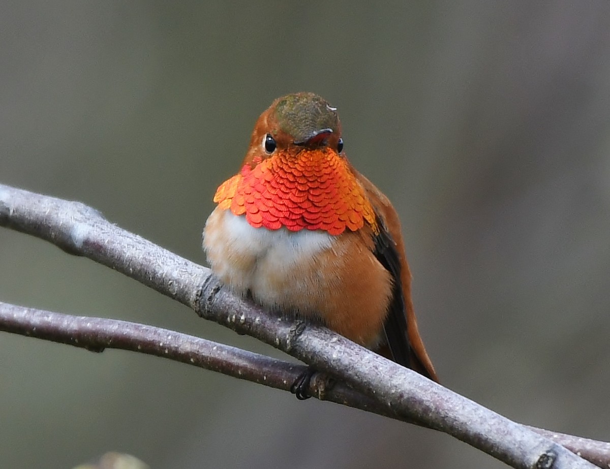 Rufous Hummingbird - ML434615281
