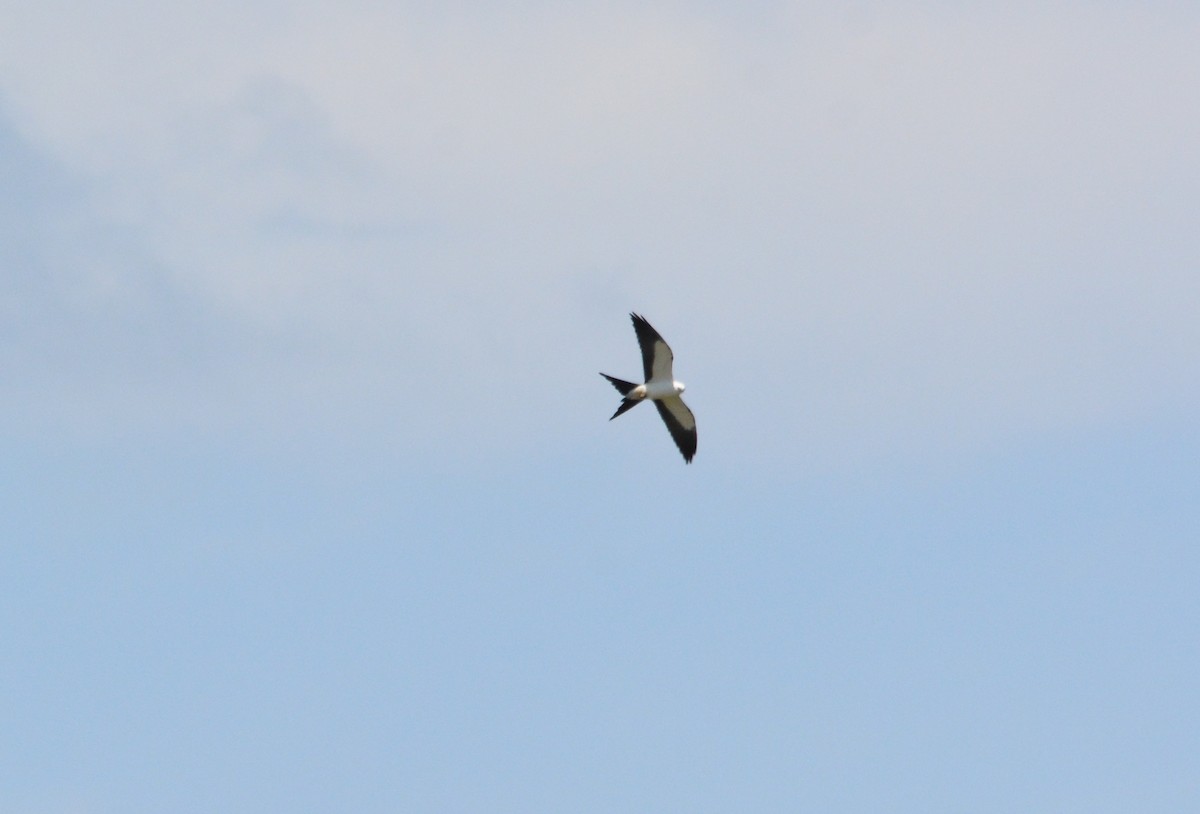 Swallow-tailed Kite - ML434615331