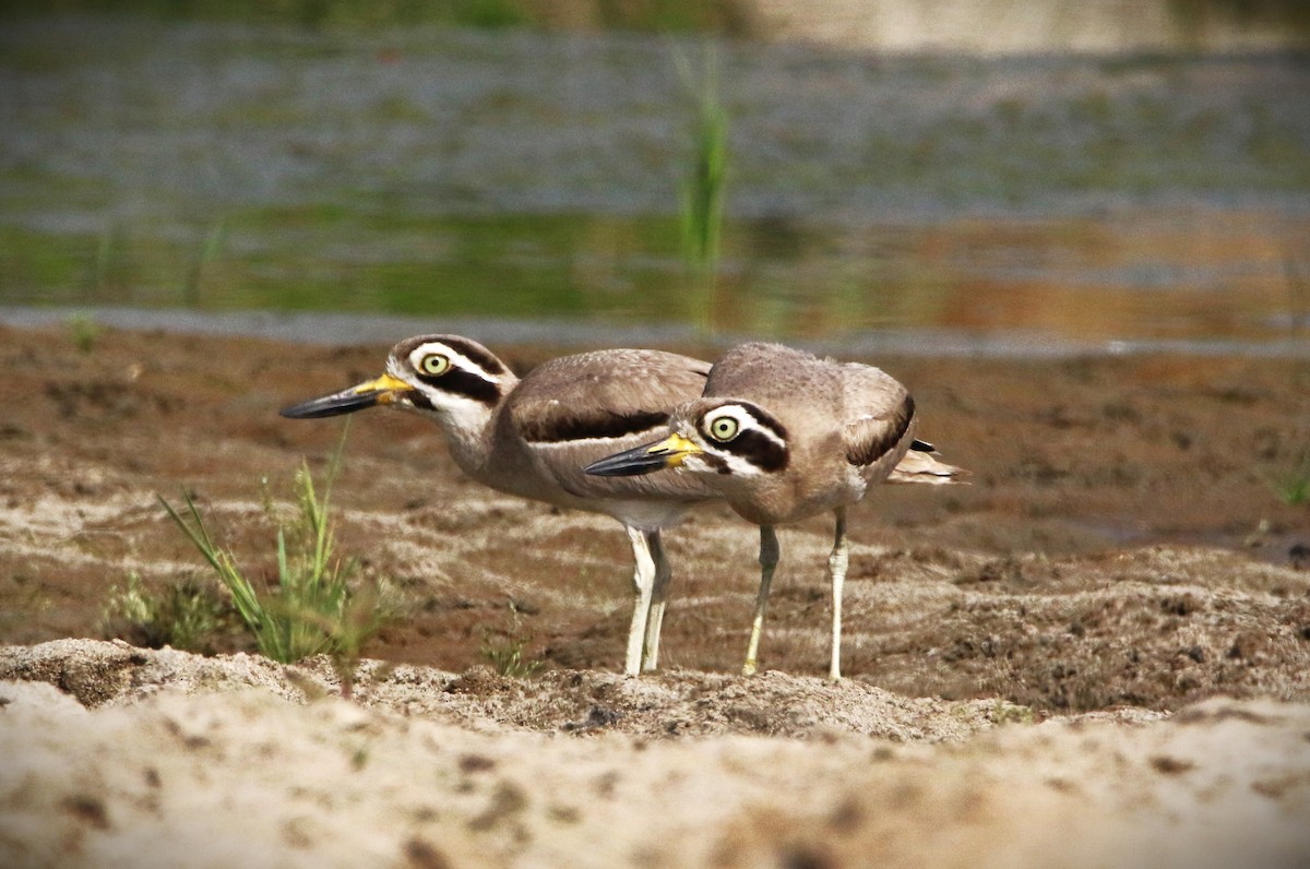 Great Thick-knee - ML434623561