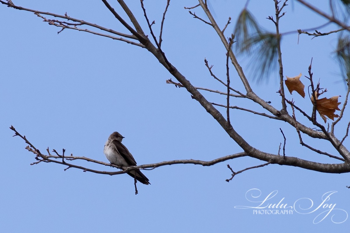 Northern Rough-winged Swallow - ML434626851