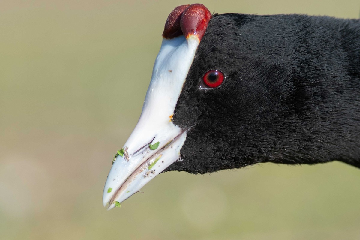 Red-knobbed Coot - ML434627751