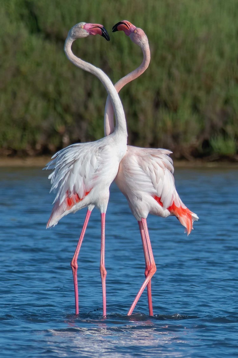Greater Flamingo - ML434629811