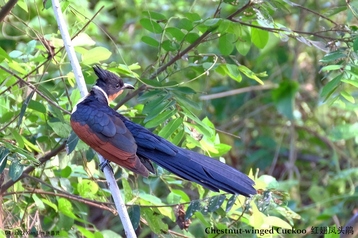 Chestnut-winged Cuckoo - Lim Ying Hien