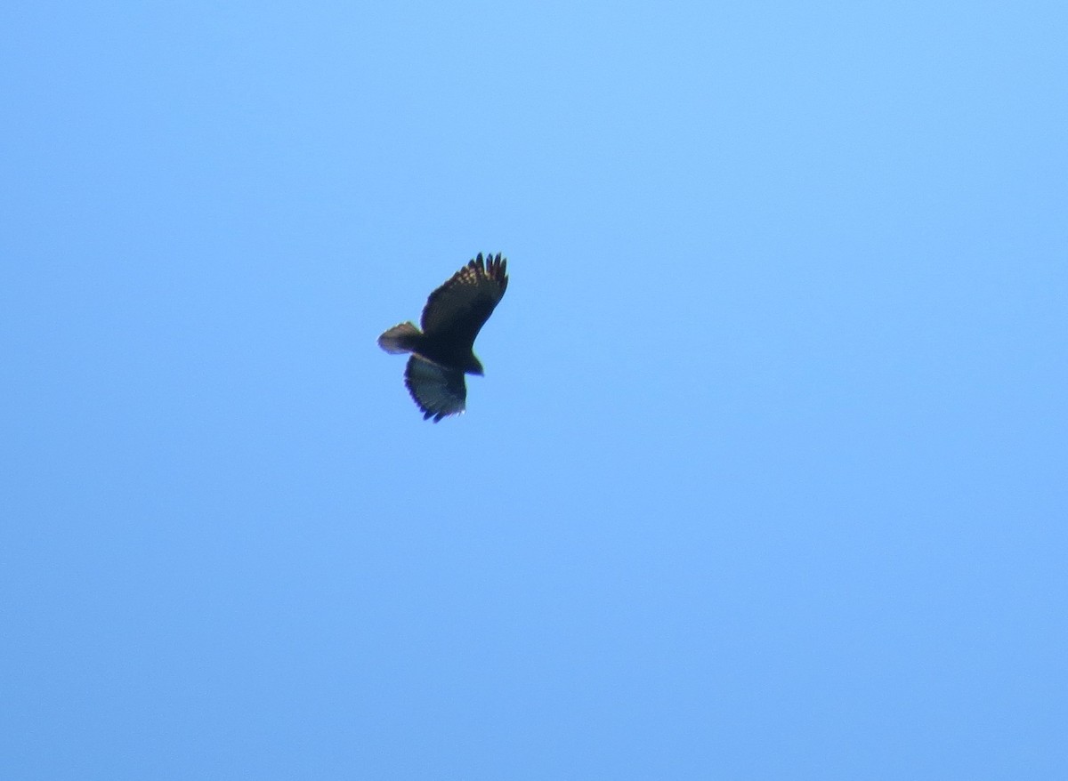 Red-tailed Hawk - Oliver  Komar
