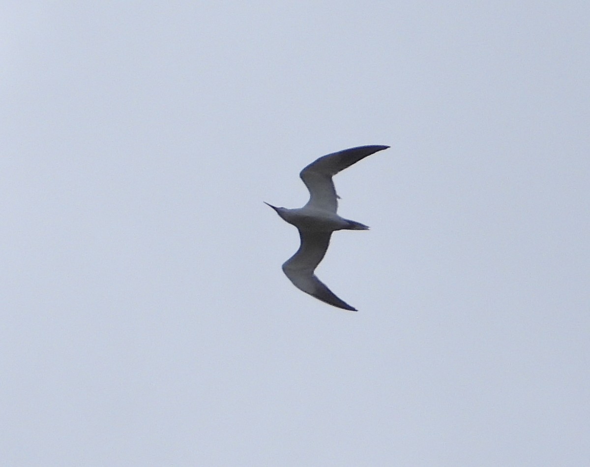 Caspian Tern - Pair of Wing-Nuts