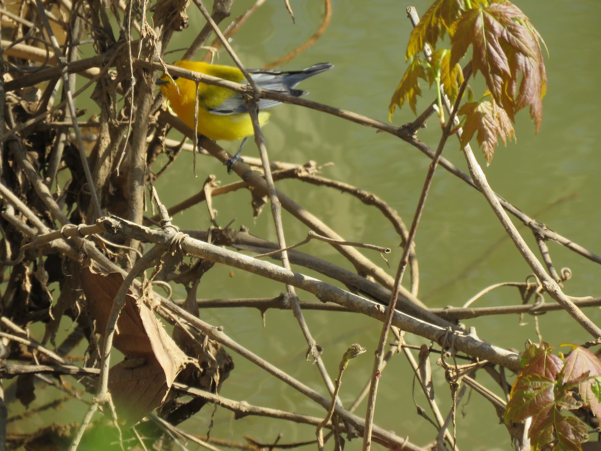 Prothonotary Warbler - ML434661941