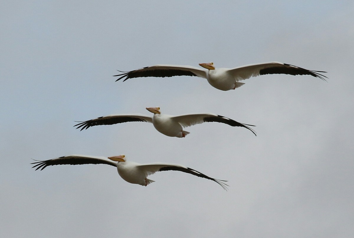American White Pelican - Thomas Gilg