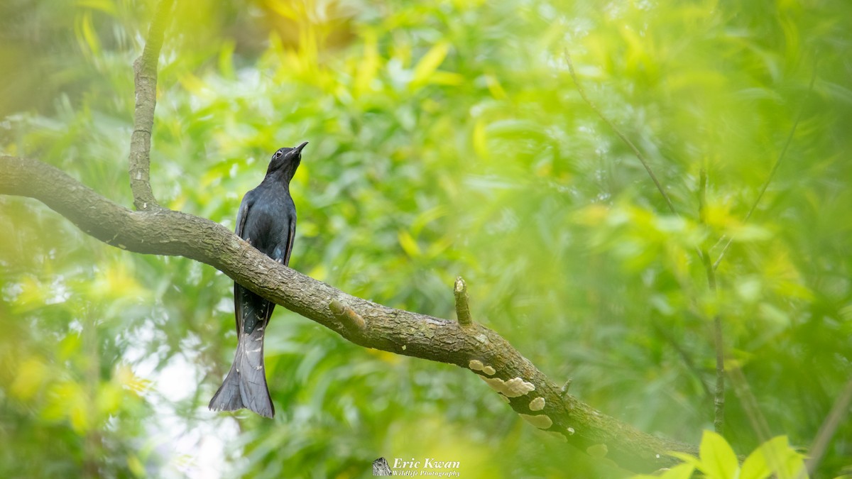Square-tailed Drongo-Cuckoo - ML434665551