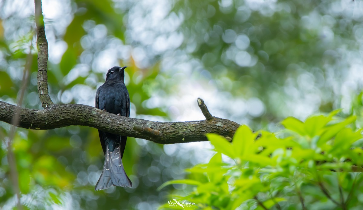 Square-tailed Drongo-Cuckoo - ML434665731