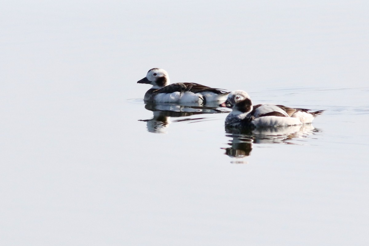 Long-tailed Duck - ML434671051