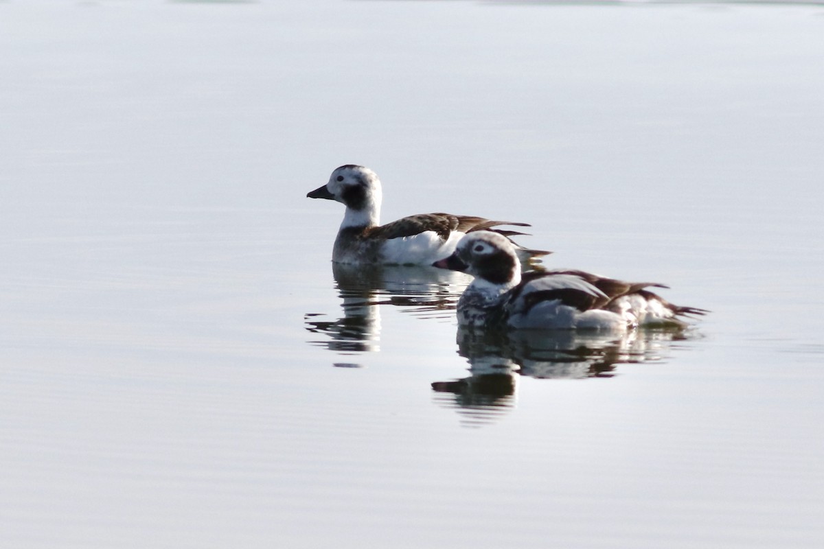 Long-tailed Duck - ML434671061