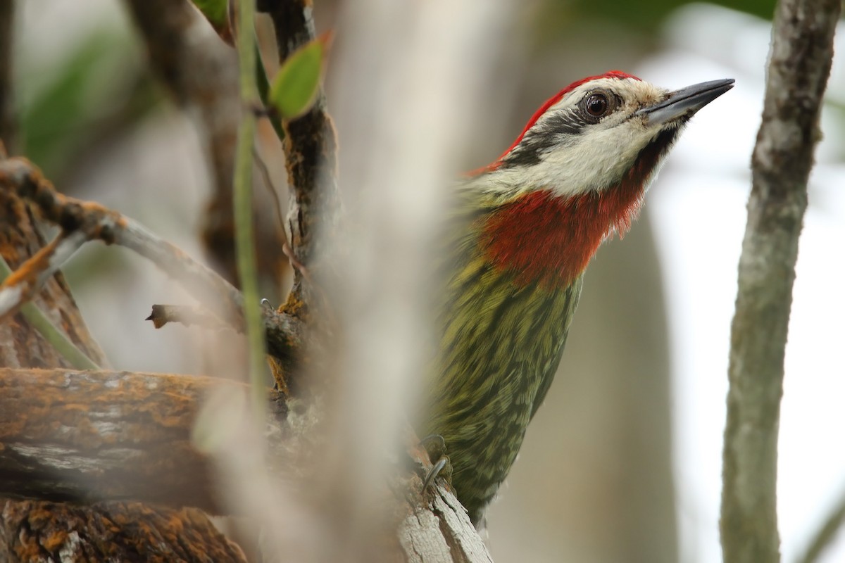 Cuban Green Woodpecker - ML43467351