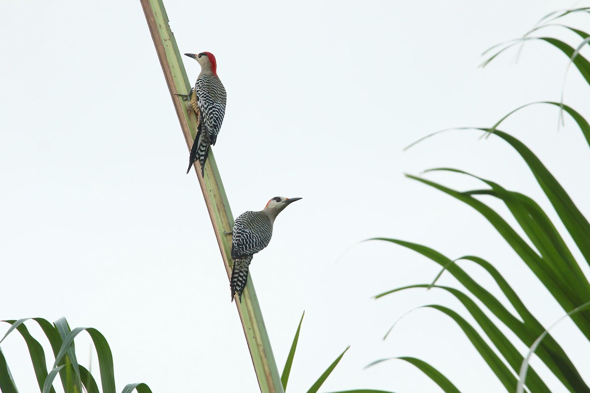 West Indian Woodpecker - ML43467361
