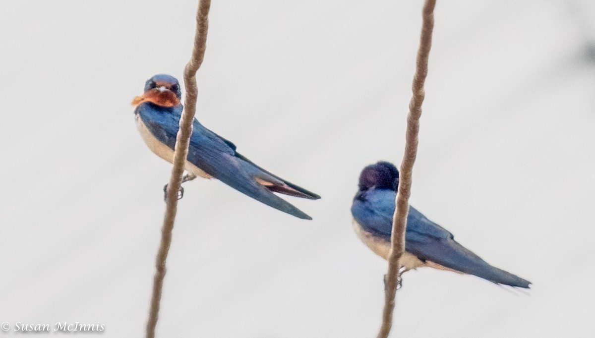 Red-chested Swallow - ML434677641