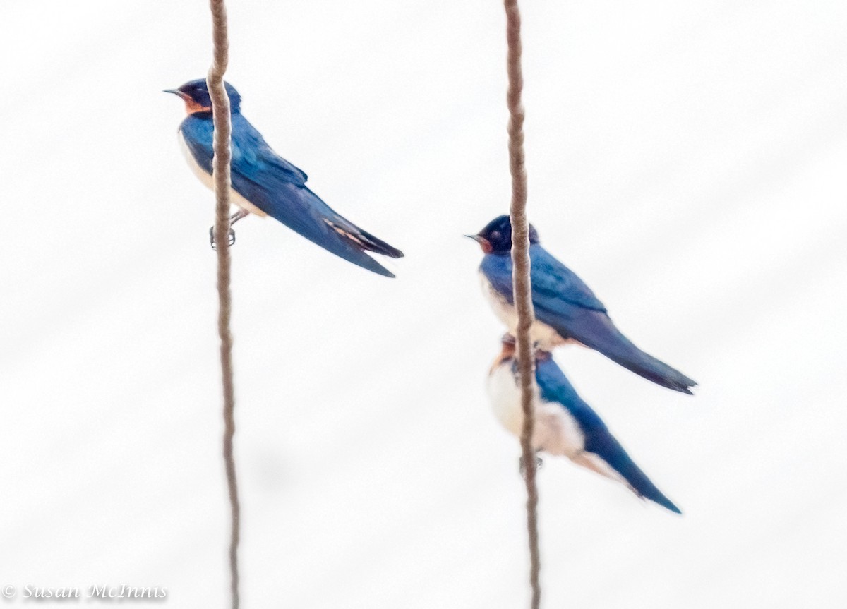 Red-chested Swallow - ML434677851