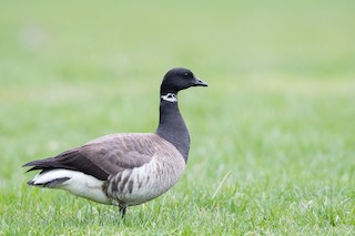 Brant, ML434683471