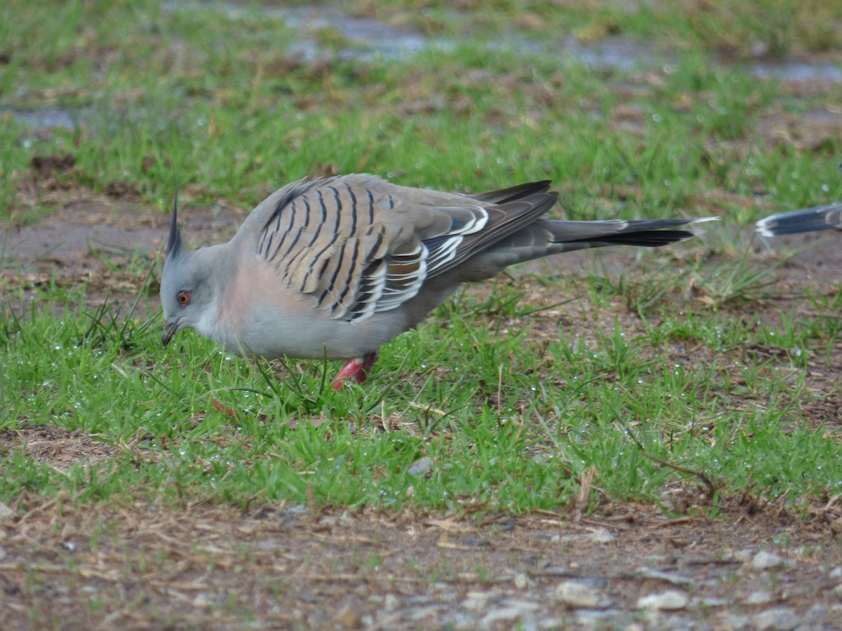 Crested Pigeon - ML43468701