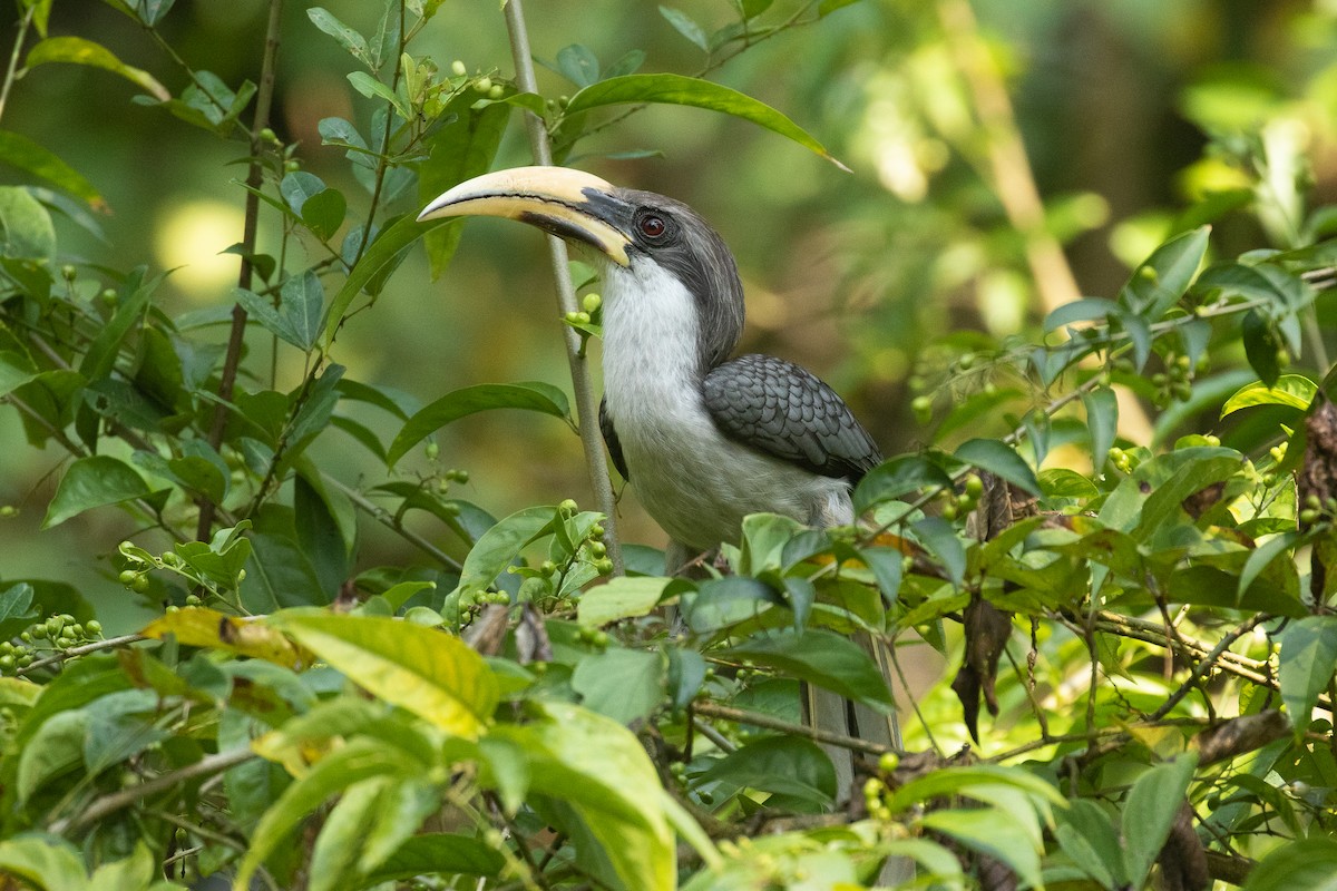 Sri Lanka Gray Hornbill - ML434690091