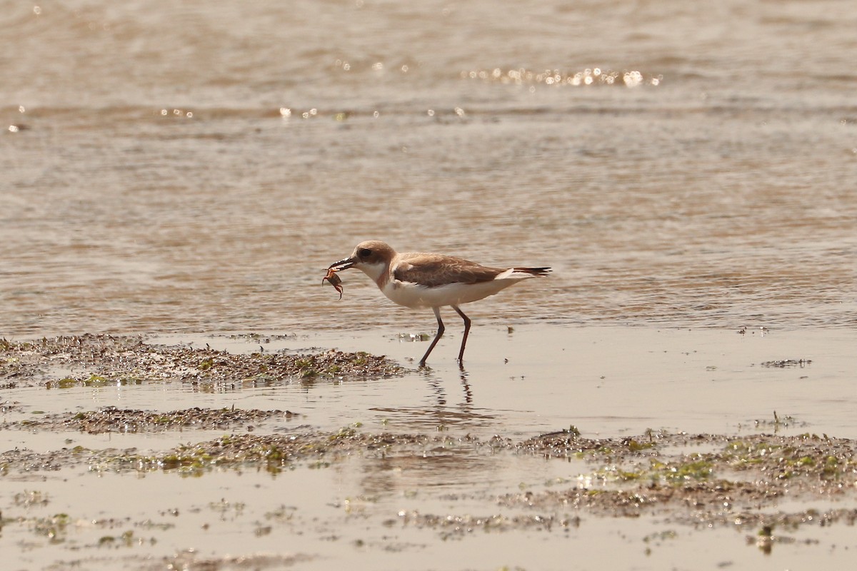 Greater Sand-Plover - Yu Ching Tam