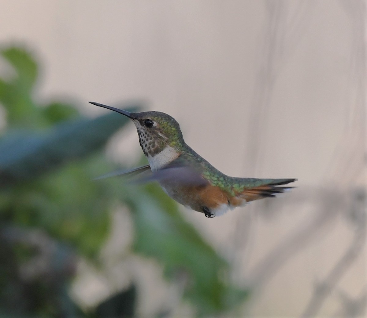 Rufous Hummingbird - David True